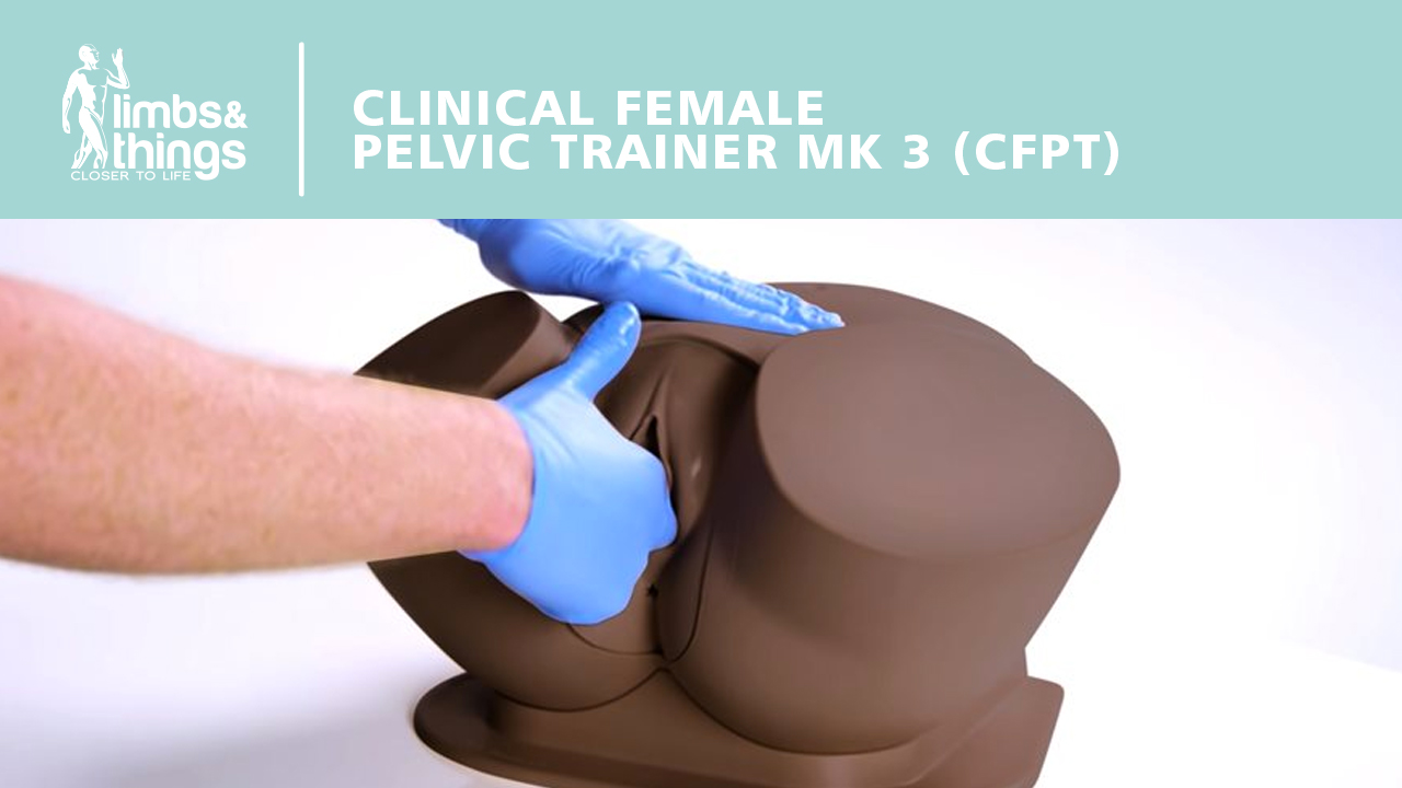 Klinisches Trainingsmodell des Weiblichen Becken - DE